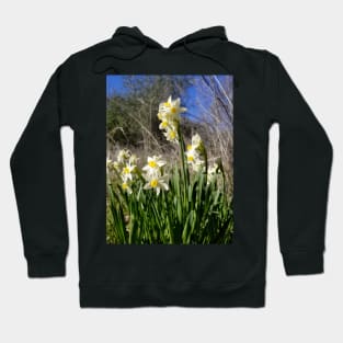 White and Yellow Daffodils Against a Blue California Spring Sky Hoodie